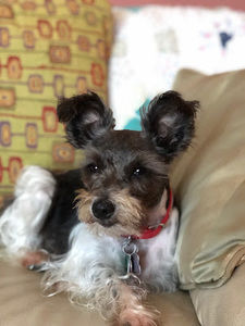 Meet your Posher, Robin